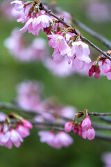 桜の花　春の和風イメージ