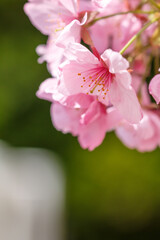 桜の花　春の和風イメージ