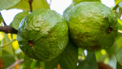 guava on the tree