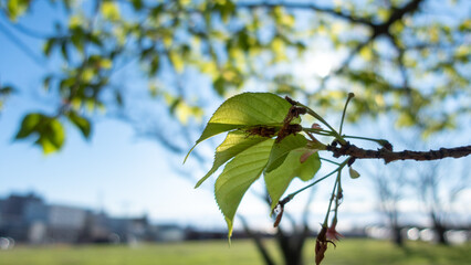 公園の葉桜の風景　日本の河津桜