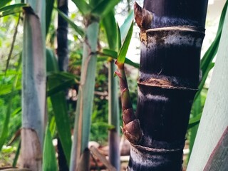 Tiny branch of sugarcane 