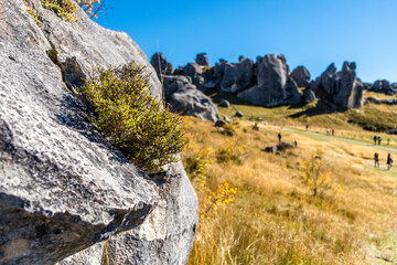 Fototapeta na wymiar Rock formation in the middle of alpine grassland. South Island, New Zealand.