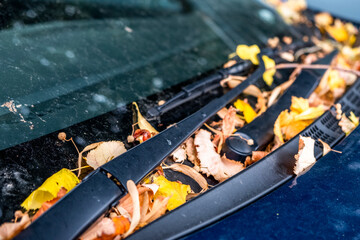 Autumn leaves on a car’s windscreen. West Coast, New Zealand.