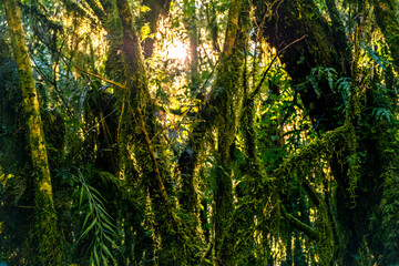 Pristine native forest. South Island, New Zealand.