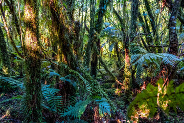 Pristine native forest. South Island, New Zealand.