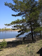 pine tree on the lake