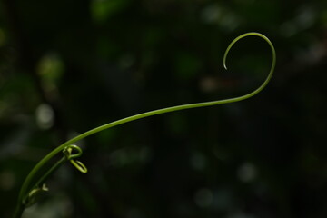 Long green plant stem uncurling.