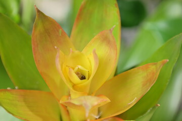 Close up of bright yellow succulent.