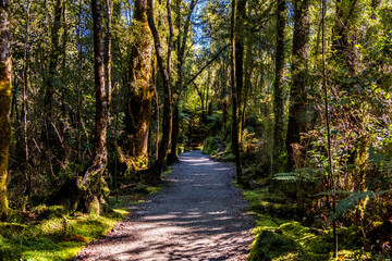 Fototapeta premium Hiking trail through the native forest. South Island, New Zealand.