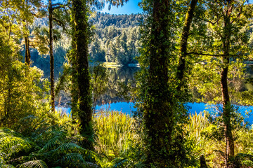 Fototapeta premium Native forest reflects in a beautiful lake. Southern Island, New Zealand.