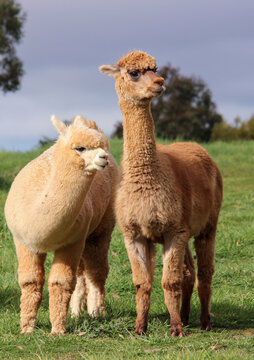 Farmyard alpacas