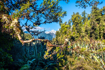 Native forest with high mountains on the background. South Island, New Zealand.