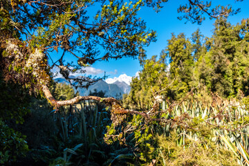 Native forest with high mountains in the background. South Island, New Zealand.