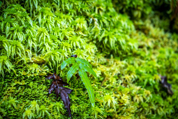 Native New Zealand vegetation. South Island, New Zealand.