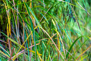 Native New Zealand vegetation. South Island, New Zealand.