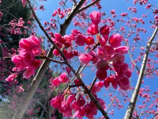 寒緋桜の花