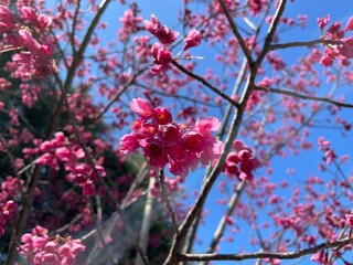 寒緋桜の花