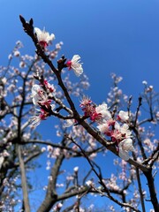 杏子の花