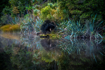 Forest lake at a misty morning. South Island, New Zealand.