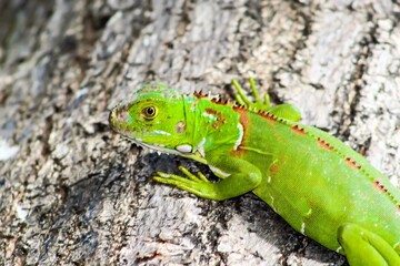 green iguana in brown tree