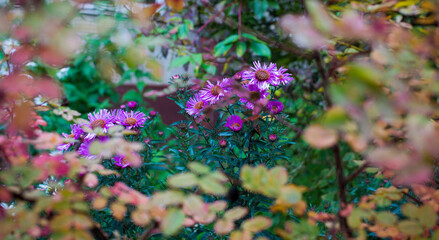 Bluish Aster Tongolensis, Family Compositae