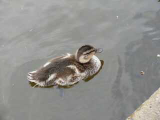 Little duckling on the water