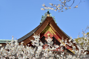 北野天満宮　本殿と梅の花　京都市