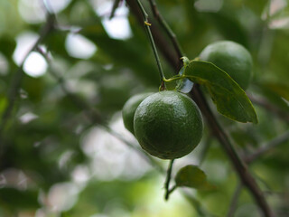 Green lemon on tree, planted in the garden