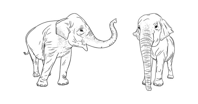 Wild elephants isolated on white background. Realistic illustration of Asian elephants. Engraved vector illustration