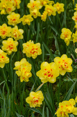 A large field of narcissus. Spring white and yellow flowers.