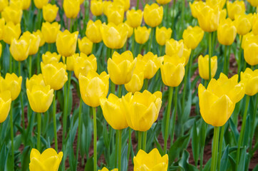 Fototapeta premium Tulips in spring,colourful tulip in Japan.