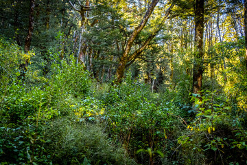 Pristine native forest. South Island, New Zealand.