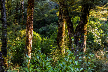 Pristine native forest. South Island, New Zealand.