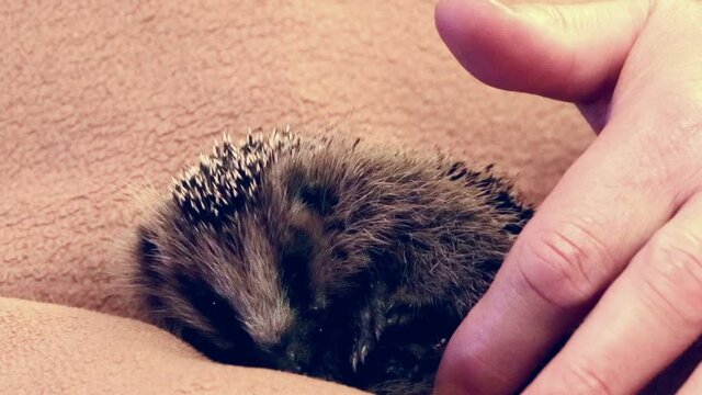 male hand caresses hedgehog baby 
