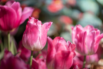 Beautiful bouquet of tulips. colorful tulips. nature background