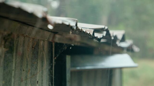 Rain falling on a tin shed roof of corrugated iron
