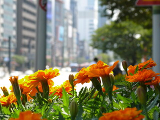 Flowers in urban area