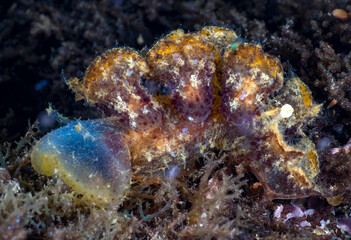 Nudibranch (sea slug) - Melibe pilosa. Macro underwater world of Tulamben, Bali, Indonesia.