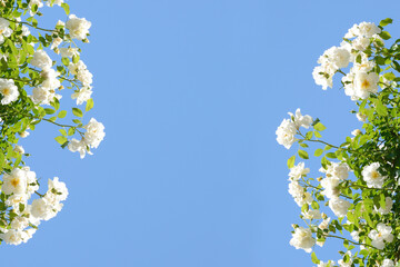 白いバラ　青空
