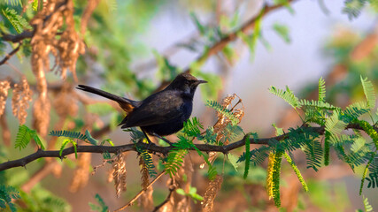 bird on a branch