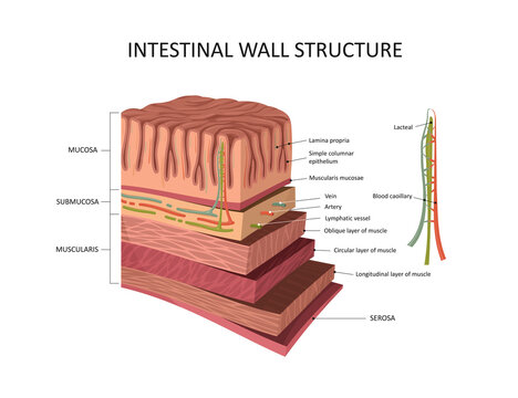 Intestinal wall structure. Stomach wall layers detailed anatomy