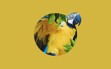Digital collage 3D modern art, Yellow Macaw parrot, on yellow backgrounds
