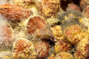 Pine nuts with mold background.