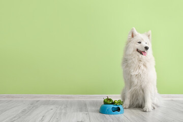 Cute Samoyed dog and bowl with vegetables near color wall