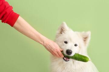Owner feeding Samoyed dog with cucumber on color background