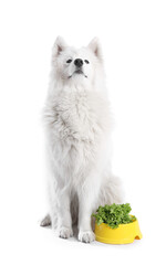 Cute Samoyed dog and bowl with vegetables on white background