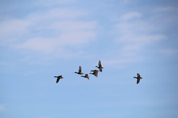 Obraz premium Mallards In Flight, Gold Bar Park, Edmonton, Alberta
