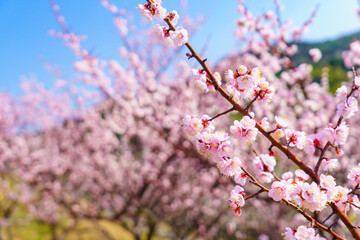 青空の下の満開の梅の花