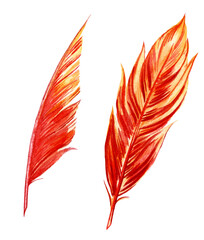 Orange watercolor bird feathers isolated on white background. Hand drawn illustration. - 420176434