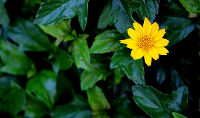 Beautiful small yellow flower Singapore Daisy (or Gold Buttons in Thai) in garden close up, yellow daisy flower in micro view,Yellow flower blooming